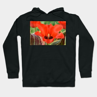 Tulipa  &#39;Fire of Love&#39;   Greigii Group  Tulip Hoodie